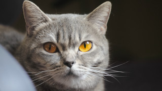 Cat yellow eyes serious look 3 - its face and chest free wallpaper for desktop
