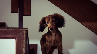 Dog step mirror wooden frame - a wooden frame free wallpaper