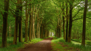 Dirt road forest trees grass 3 - a dirt path free wallpaper