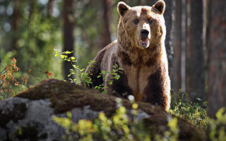 Brown bear forest rock primivitism - front of it free wallpaper