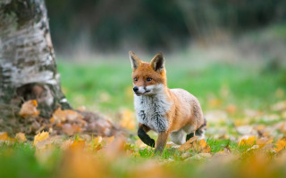 Red fox running forest autumn - a green grass field free wallpaper