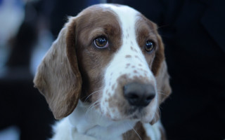 Dog white brown nose blue - viennese actionism free wallpaper