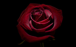 Red rose dark stem 3d - the center free wallpaper