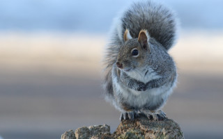Squirrel rock looking camera naturalism - a squirrel free wallpaper for desktop