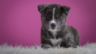 Gray white puppy sitting pink 2 - puppy free wallpaper
