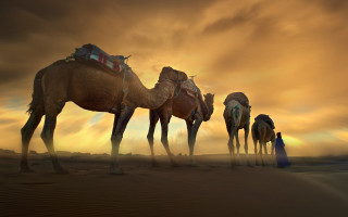 Desert camels sunset people matte - the desert free wallpaper