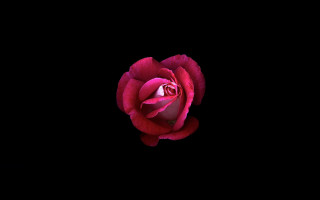 Red rose reflection neoromantic smile - the dark background free wallpaper