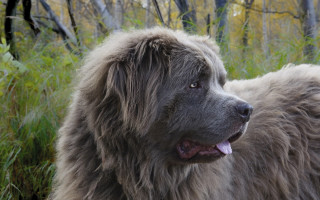 Fluffy dog forest tall grass - a forest next free wallpaper