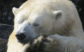 Polar bear sleeping ecological puzzle - aloysius okelly free wallpaper