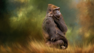 Monkey hugging in field digital - its arm free wallpaper