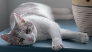 Cat blue table potted plant - f 1. free wallpaper