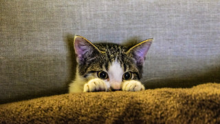 Cat peeking couch serious black - a serious look free wallpaper