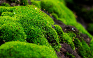 Mossy surface closeup nature forest - mossy free wallpaper