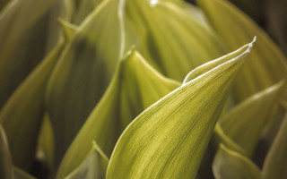 Green plant leaves macro shallow 3 - a green plant free wallpaper