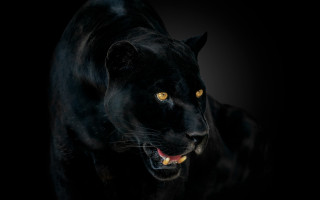 Black panther yellow eyes photorealistic - straight free wallpaper