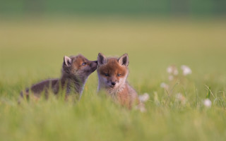 Foxes field flowers blurry depth - two fox free wallpaper