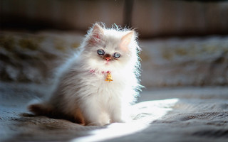 White kitten blue eyes bed - a white kitten free wallpaper