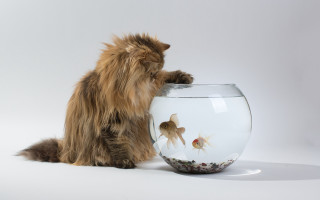 Cat fish bowl ground realistic - institutional critique free wallpaper for desktop