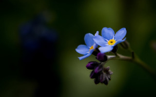 Blue flower yellow center purple - yellow center free wallpaper