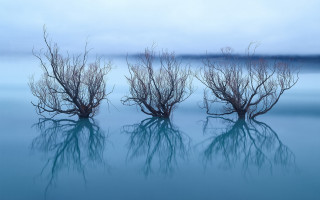 Three bare trees water moonlight - anthony s waters free wallpaper