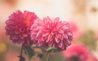 Pink flower blurry background impressionist - blurry background of flowers free wallpaper