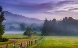 Foggy forest horizon landscape field - fog in the air free wallpaper