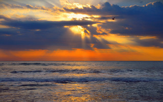 Bird ocean sunset birds clouds - crepuscular ray free wallpaper