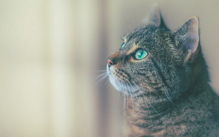 Green eyed cat looking up 2 - aestheticism free wallpaper for desktop
