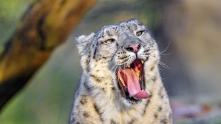 Snow leopard open mouth blurry - a snow leopard free wallpaper