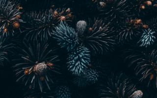 Pine cones flowers night sky - this image free wallpaper