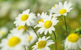 White yellow flower field macro - blurry free wallpaper