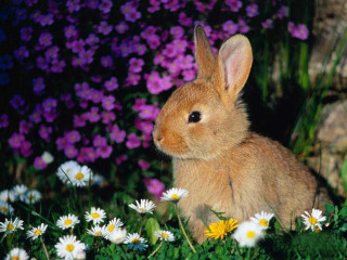 Rabbit field daisies grass purple - a rabbit free wallpaper