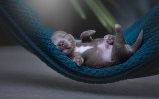 Kitten hammock paws head pillow - a hammock free wallpaper