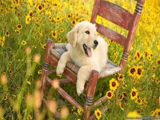 Dog sitting chair field flowers - a wooden frame free wallpaper