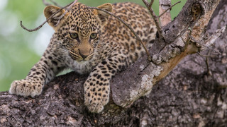 Leopard sitting in tree blurry 2 - a blurry background of trees free wallpaper