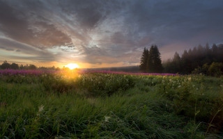 Sunset field trees clouds horizon - free summer wallpaper for desktop