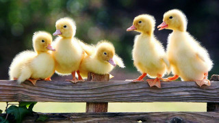 Little ducks wooden fence post - little free wallpaper