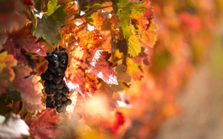 Grapes vineyard autumn leaves blurry - fall vibrancy free wallpaper
