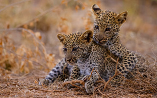 Leopards brush nature wildlife camouflage - the others head and the other free wallpaper