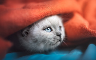 White kitten blue eyes hiding - a white kitten free wallpaper