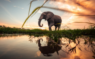 Elephant water sunset trunk air - an elephant free wallpaper