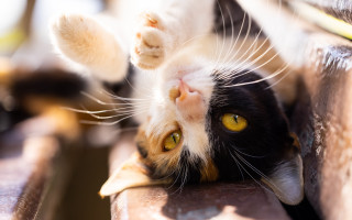 Black cat bench yellow eyes - its head on free wallpaper