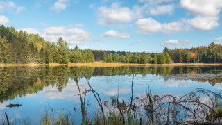 Lake trees grass clouds ducks - a few duck free wallpaper
