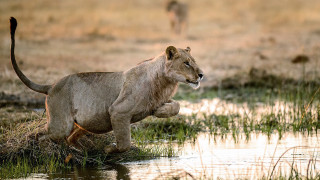 Lion running water wildlife puzzle - andrew geddes free wallpaper