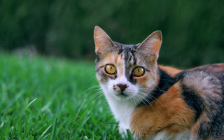 Curious cat in grass yellow - curious free wallpaper