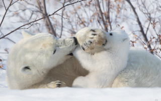 Polar bears playing snow ecological 2 - two polar bear free wallpaper