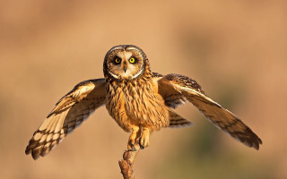 Owl spread wings perched glowing - a stick free wallpaper