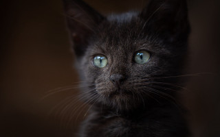 Black cat green eyes portrait 6 - its face and chest free wallpaper for desktop