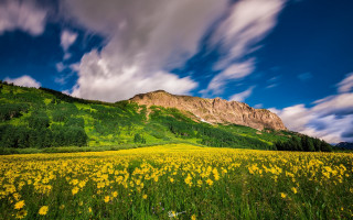 Sunflower field mountain clouds blue - wide angle len free wallpaper for desktop