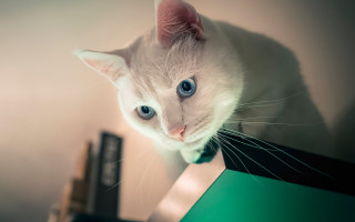 White cat blue eyes book - a book free wallpaper